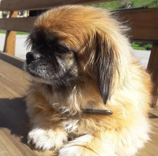 Bauernhof Baumgartner Stanahof *